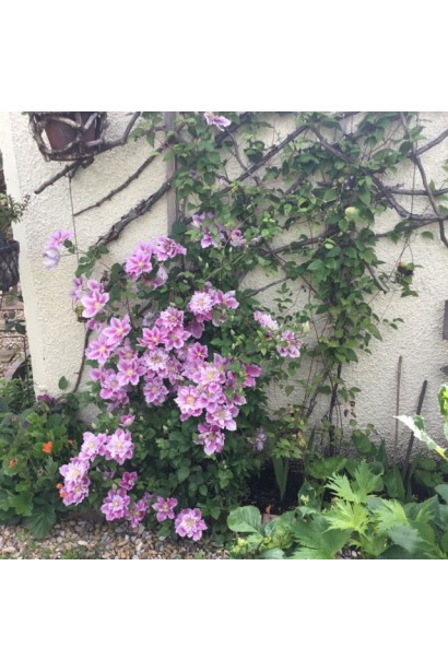 Використання Клематісу Піілу  в ландшафтному дизайні.